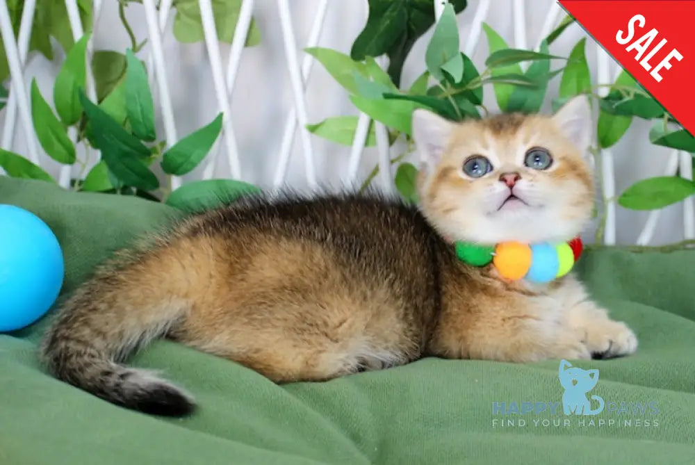 Barbie Munchkin female black golden ticked tabby live animals
