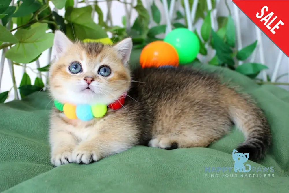 Barbie Munchkin female black golden ticked tabby live animals