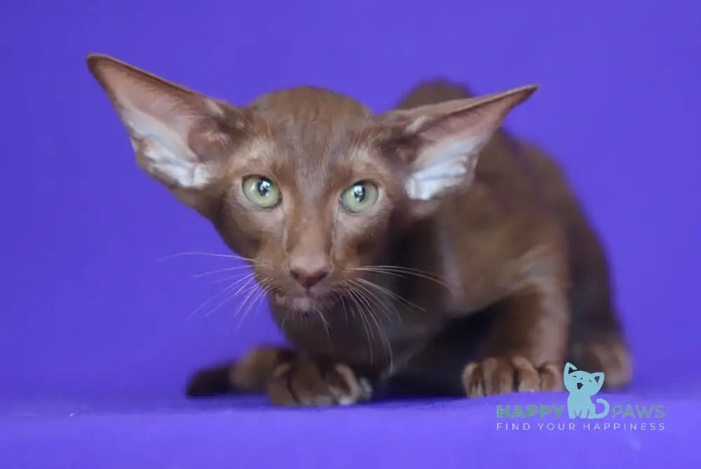 Barbie Oriental Shorthair female chocolate live animals