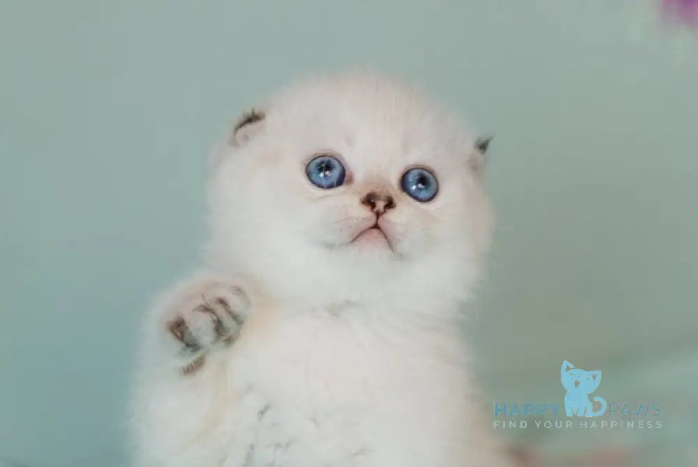 Barbie Scottish Fold female black golden tabby pointed live animals