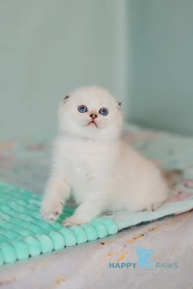 Barbie Scottish Fold female black golden tabby pointed live animals