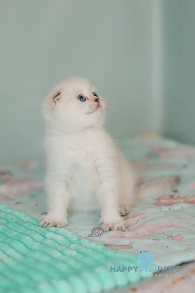 Barbie Scottish Fold female black golden tabby pointed live animals