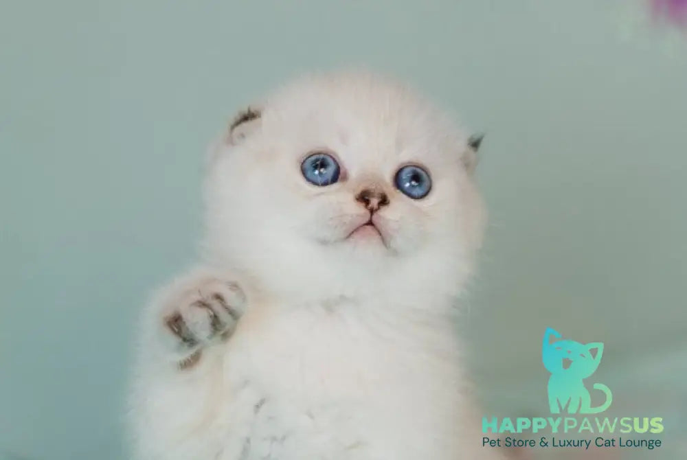 Barbie Scottish Fold female black golden tabby pointed live animals