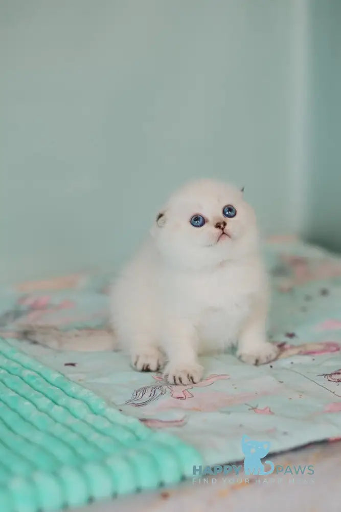 Barbie Scottish Fold female black golden tabby pointed live animals
