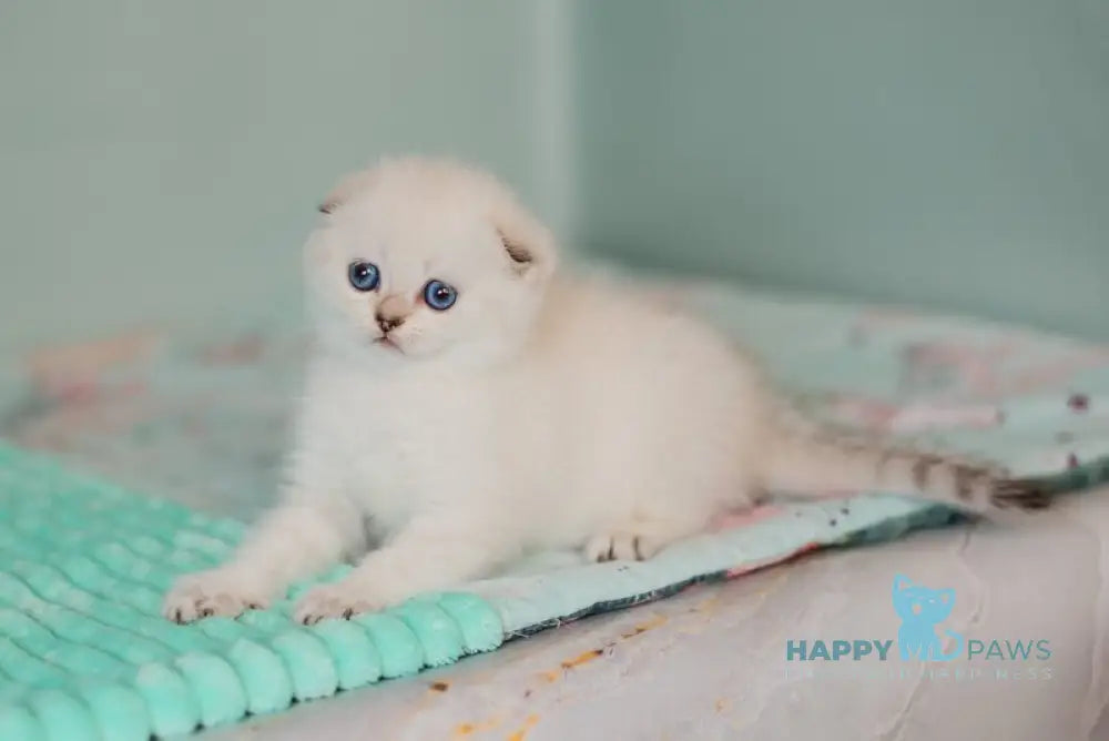 Barbie Scottish Fold female black golden tabby pointed live animals