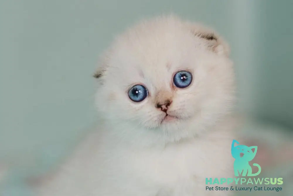 Barbie Scottish Fold female black golden tabby pointed live animals