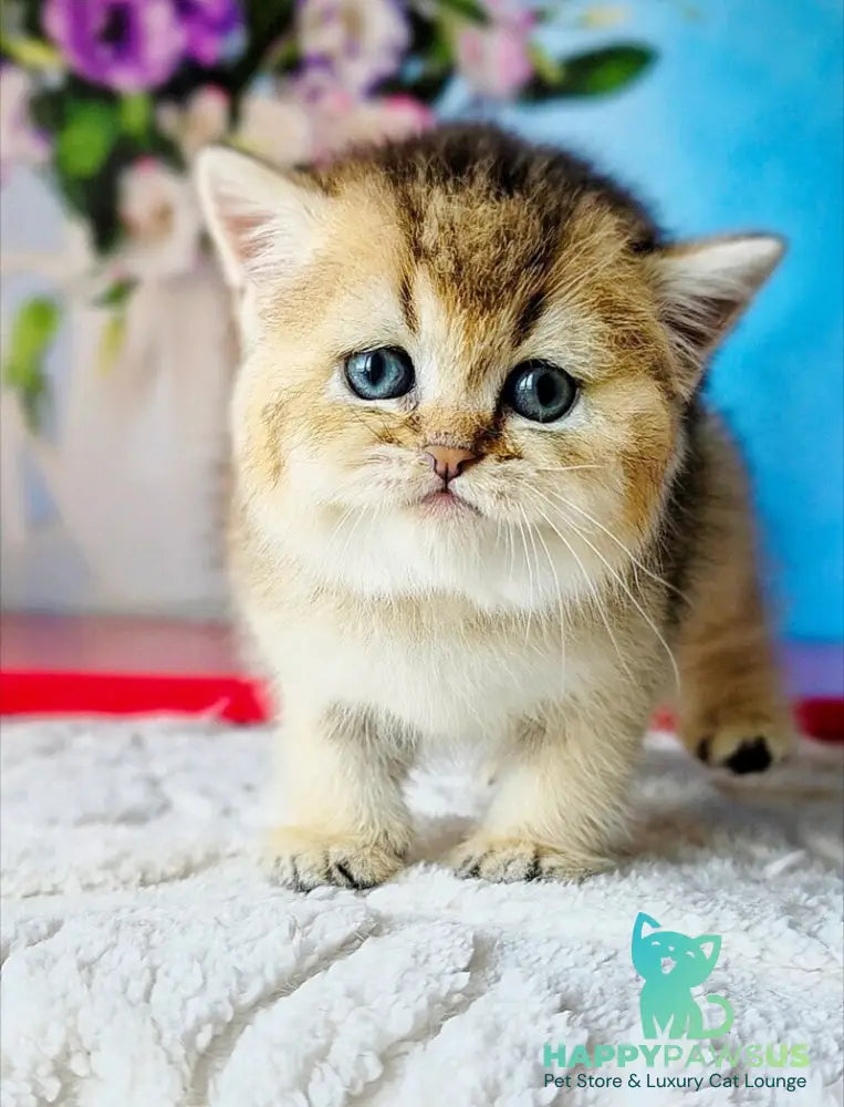 Barbie Scottish Straight female black golden ticked tabby - live animals