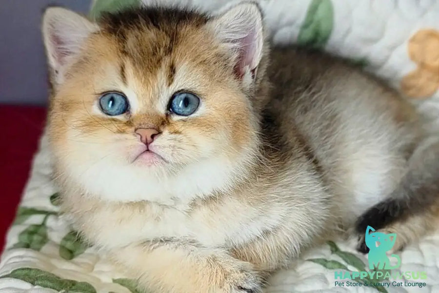 Barbie Scottish Straight female black golden ticked tabby - live animals