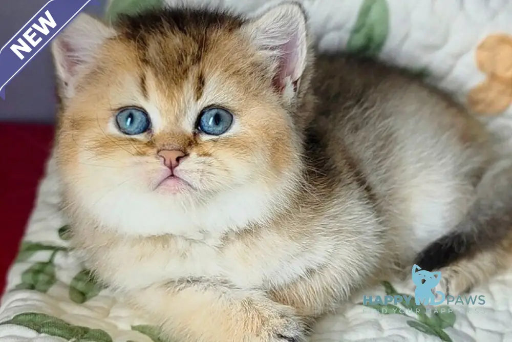 Barbie Scottish Straight female black golden ticked tabby - live animals
