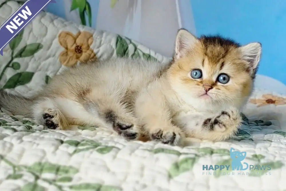 Barbie Scottish Straight female black golden ticked tabby - live animals