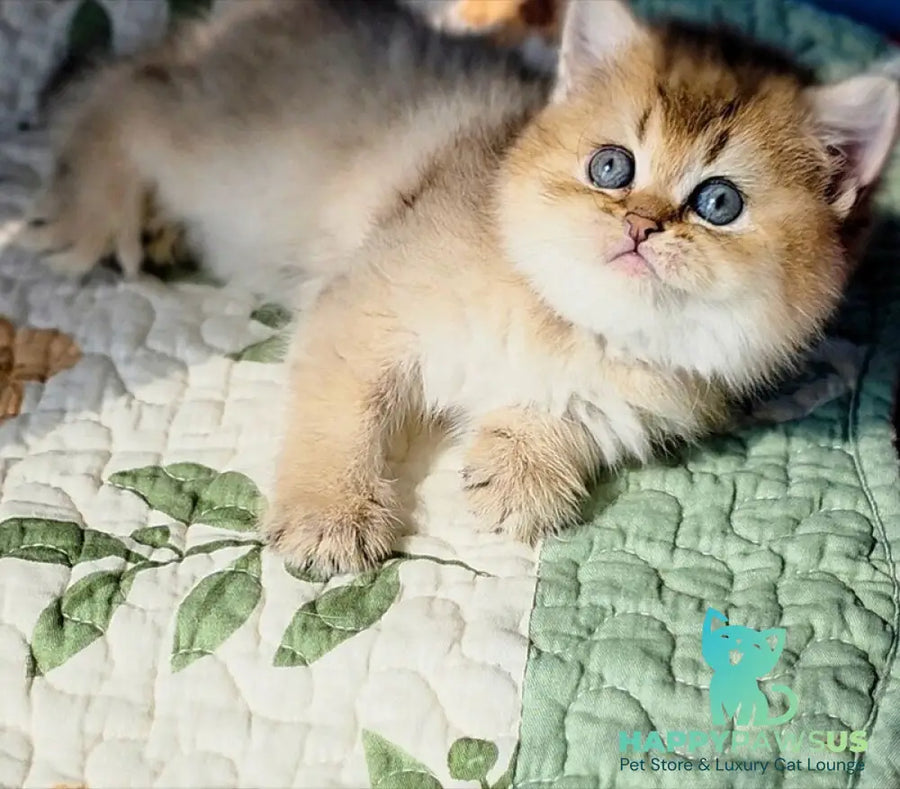 Barbie Scottish Straight female black golden ticked tabby - live animals