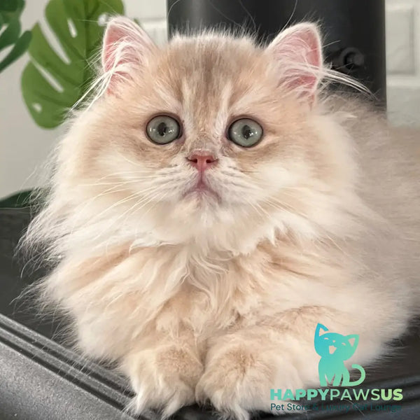 Barbry British Longhair female lilac golden shaded