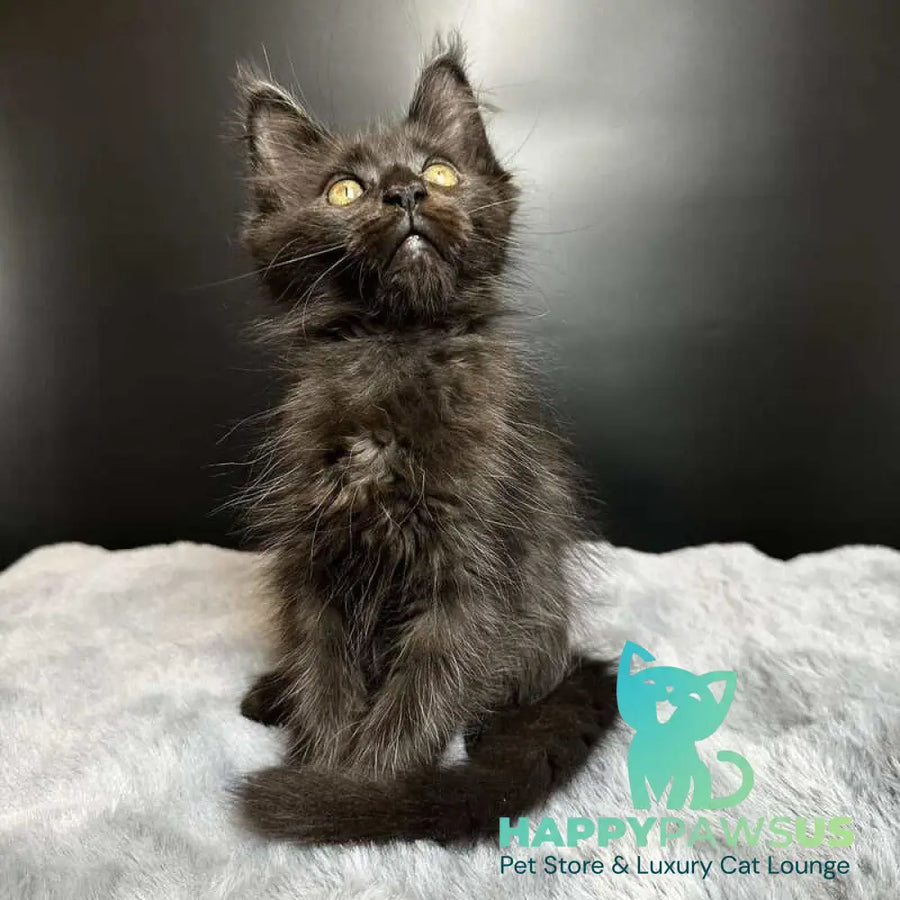 Barcelona Maine Coon female black - live animals