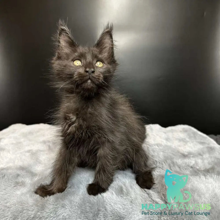 Barcelona Maine Coon female black - live animals