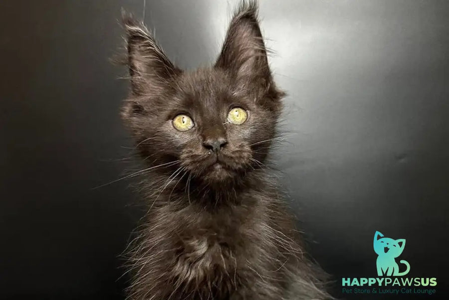 Barcelona Maine Coon female black - live animals