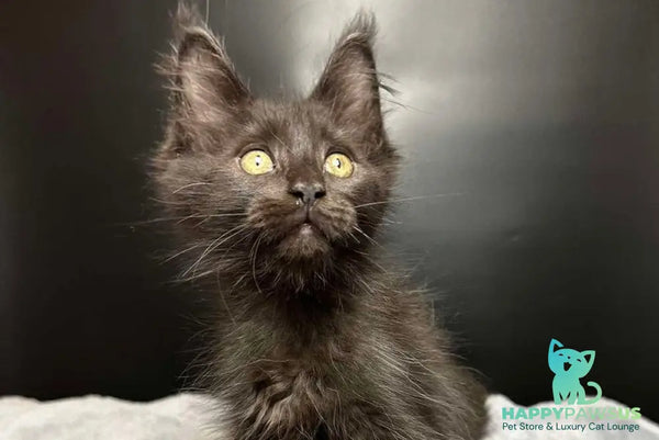 Barcelona Maine Coon female black - live animals
