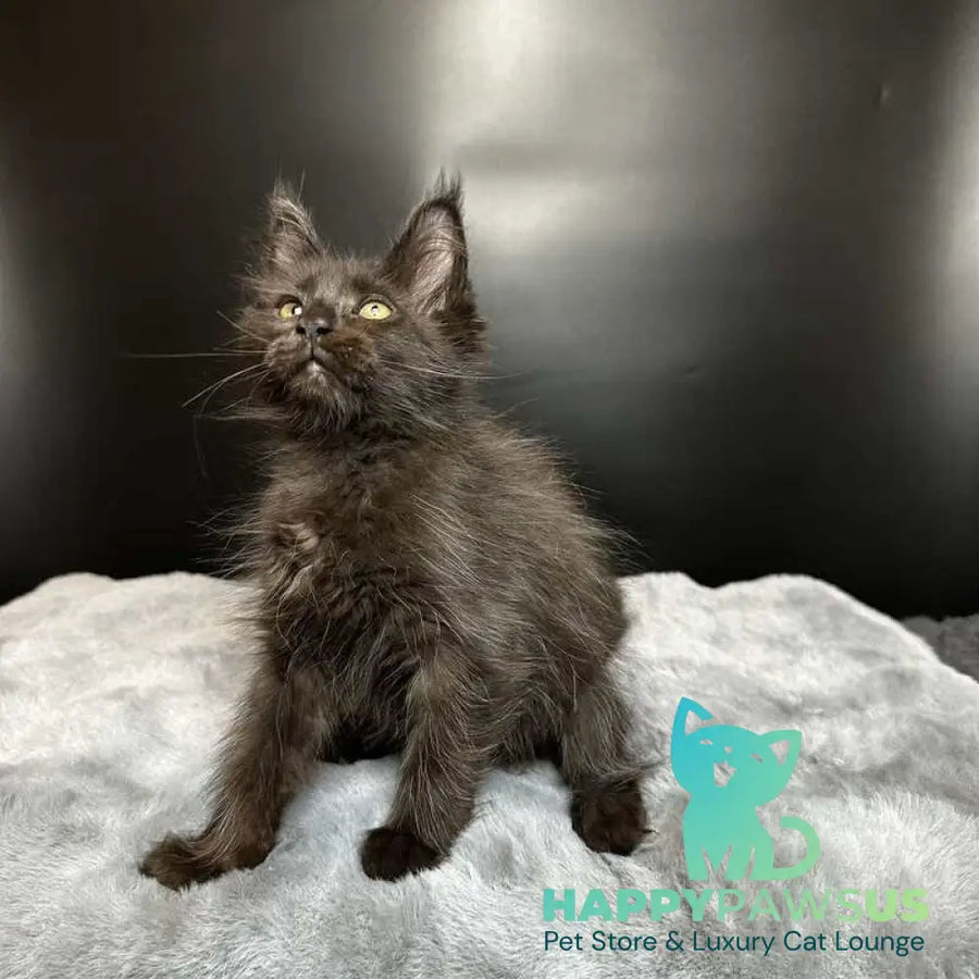 Barcelona Maine Coon female black - live animals