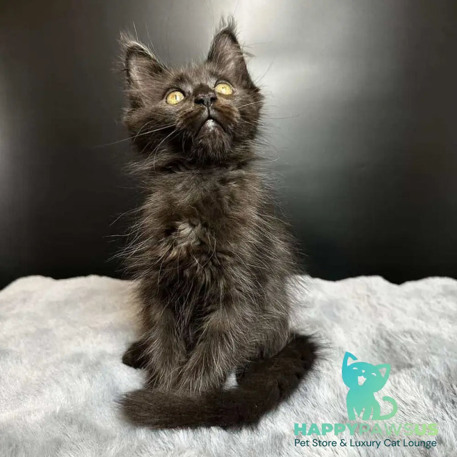 Barcelona Maine Coon female black - live animals
