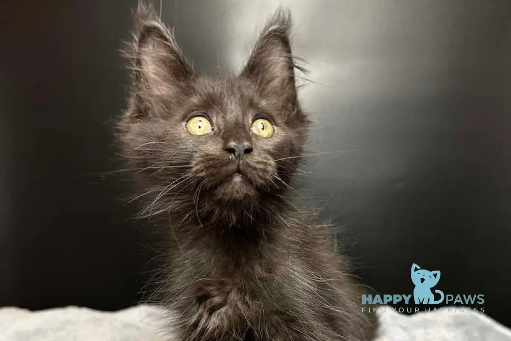 Barcelona Maine Coon female black - live animals