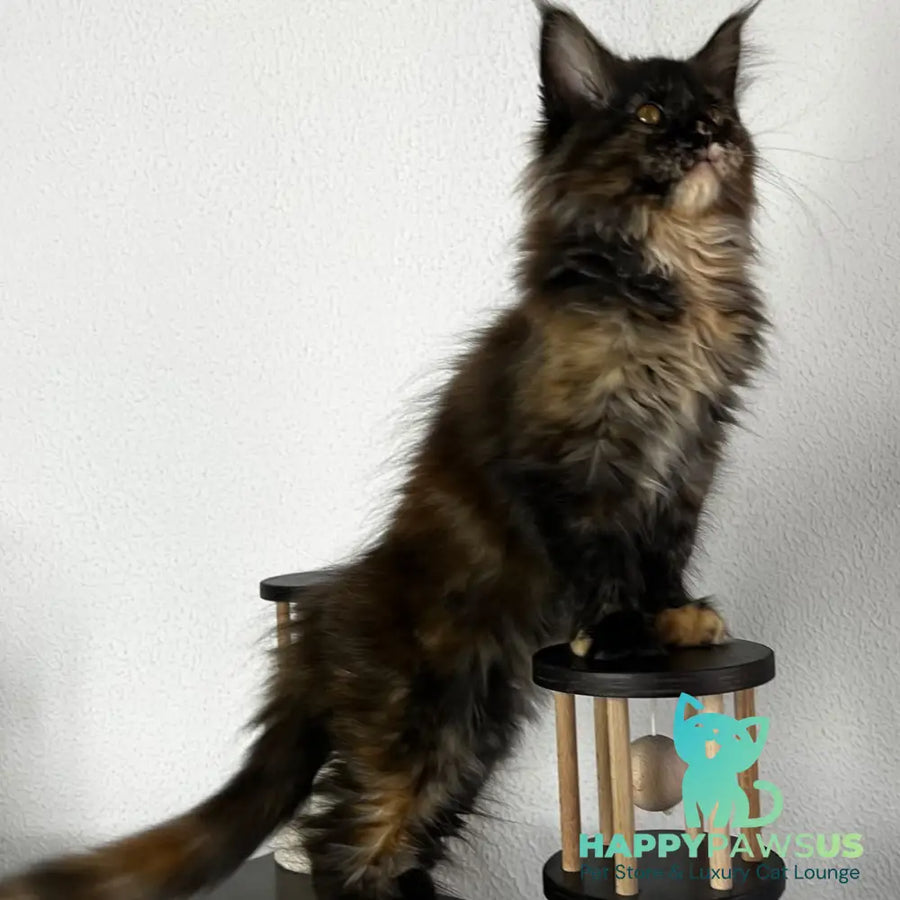 Barcelona Maine Coon female black tortie - live animals