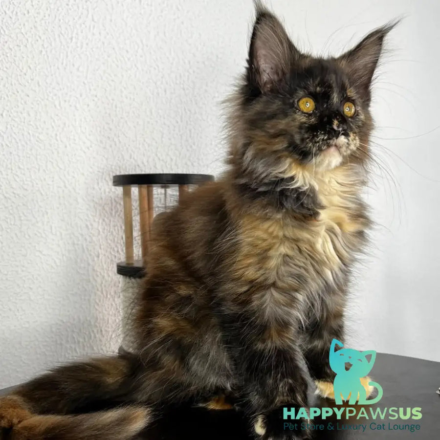 Barcelona Maine Coon female black tortie - live animals