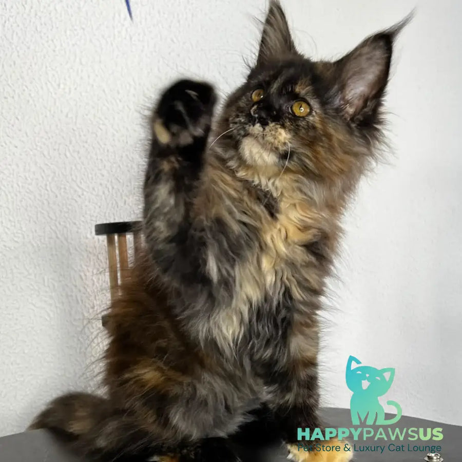 Barcelona Maine Coon female black tortie - live animals