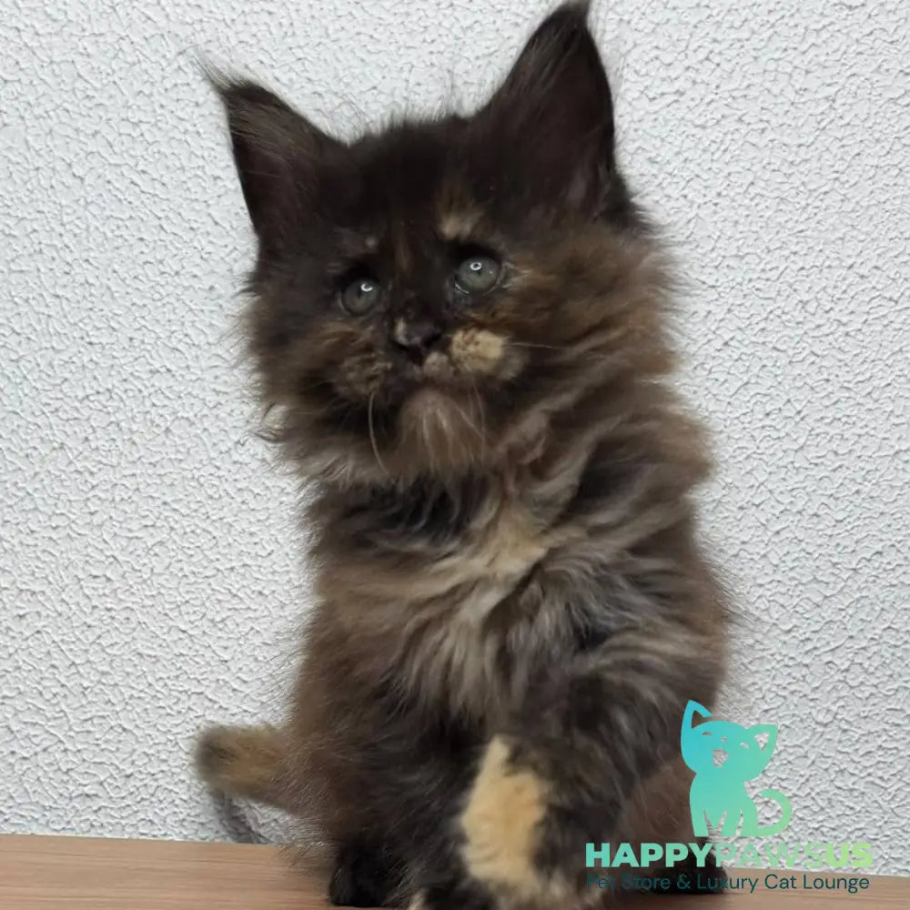 Barcelona Maine Coon female black tortie - live animals