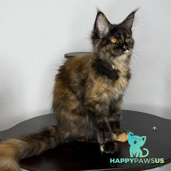 Barcelona Maine Coon female black tortie - live animals