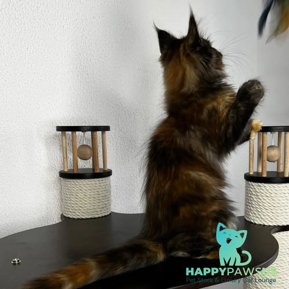 Barcelona Maine Coon female black tortie - live animals