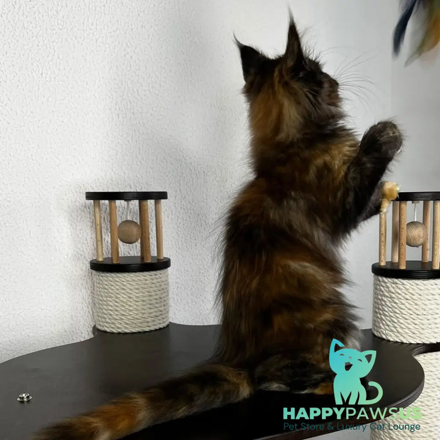 Barcelona Maine Coon female black tortie - live animals