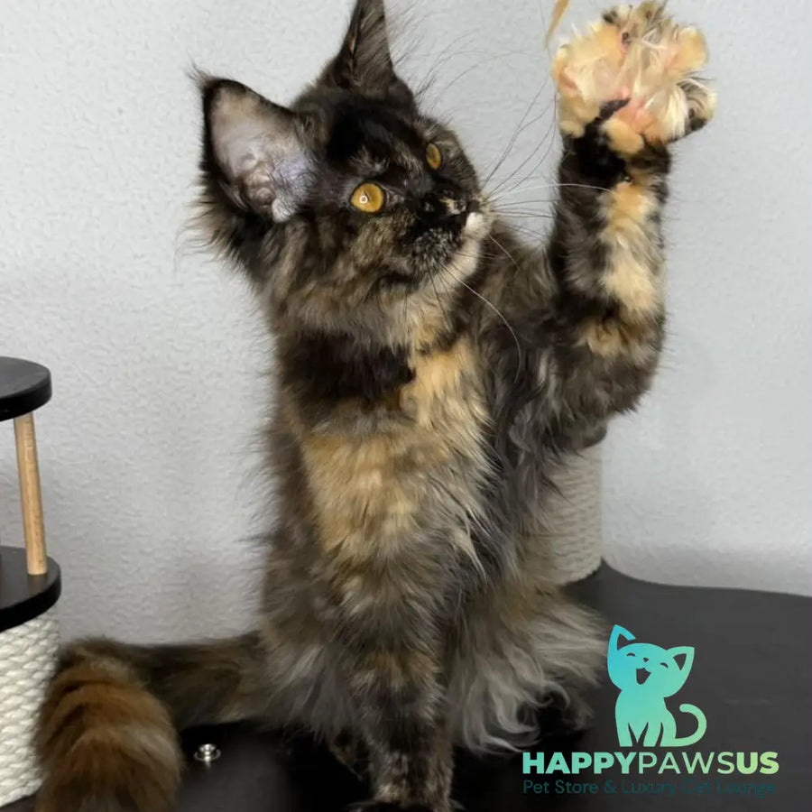 Barcelona Maine Coon female black tortie - live animals