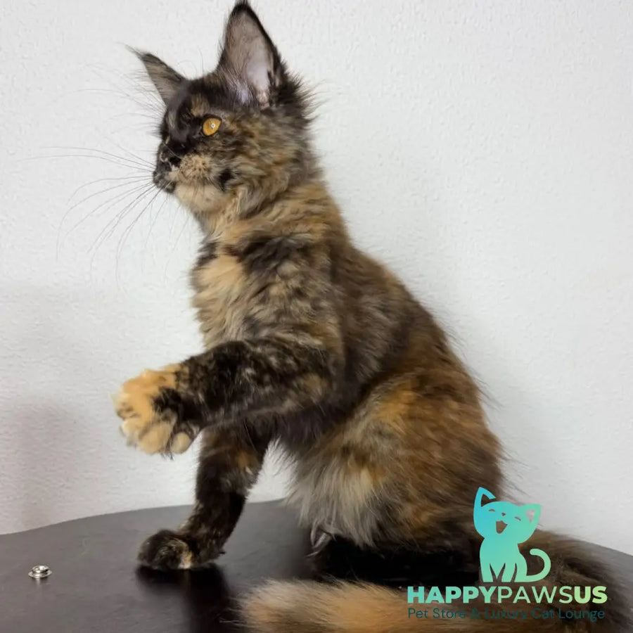 Barcelona Maine Coon female black tortie - live animals