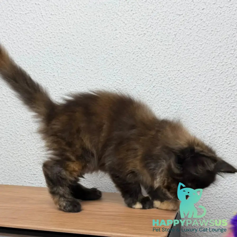 Barcelona Maine Coon female black tortie - live animals