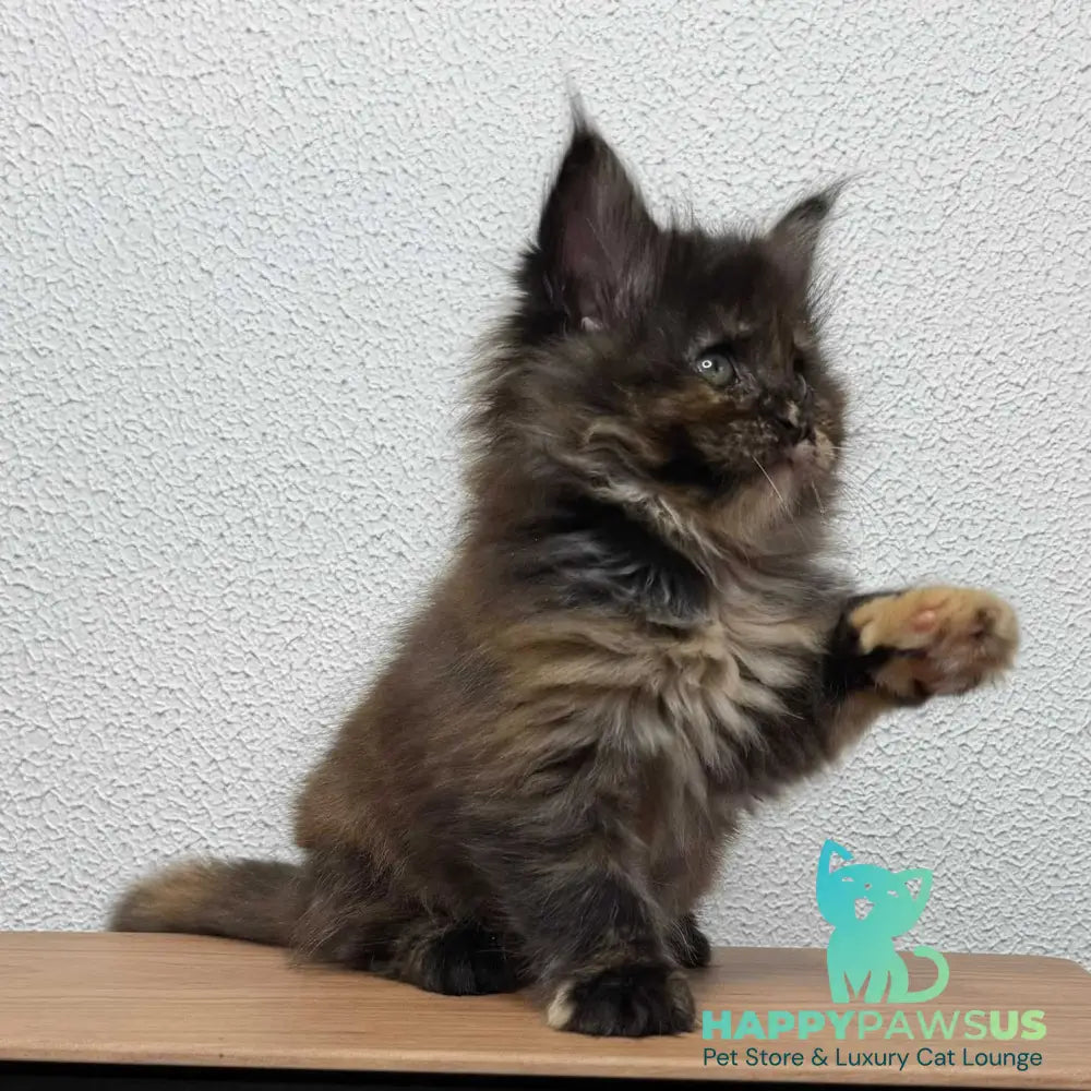 Barcelona Maine Coon female black tortie - live animals