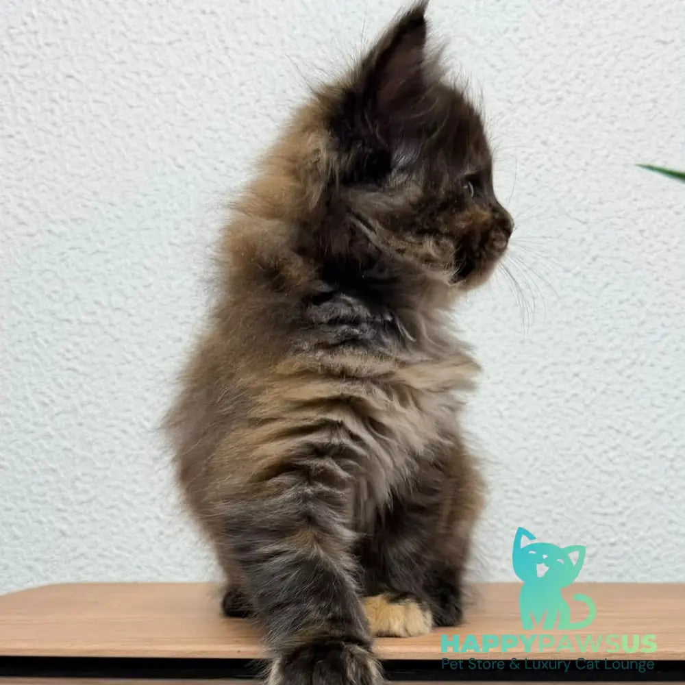 Barcelona Maine Coon female black tortie - live animals