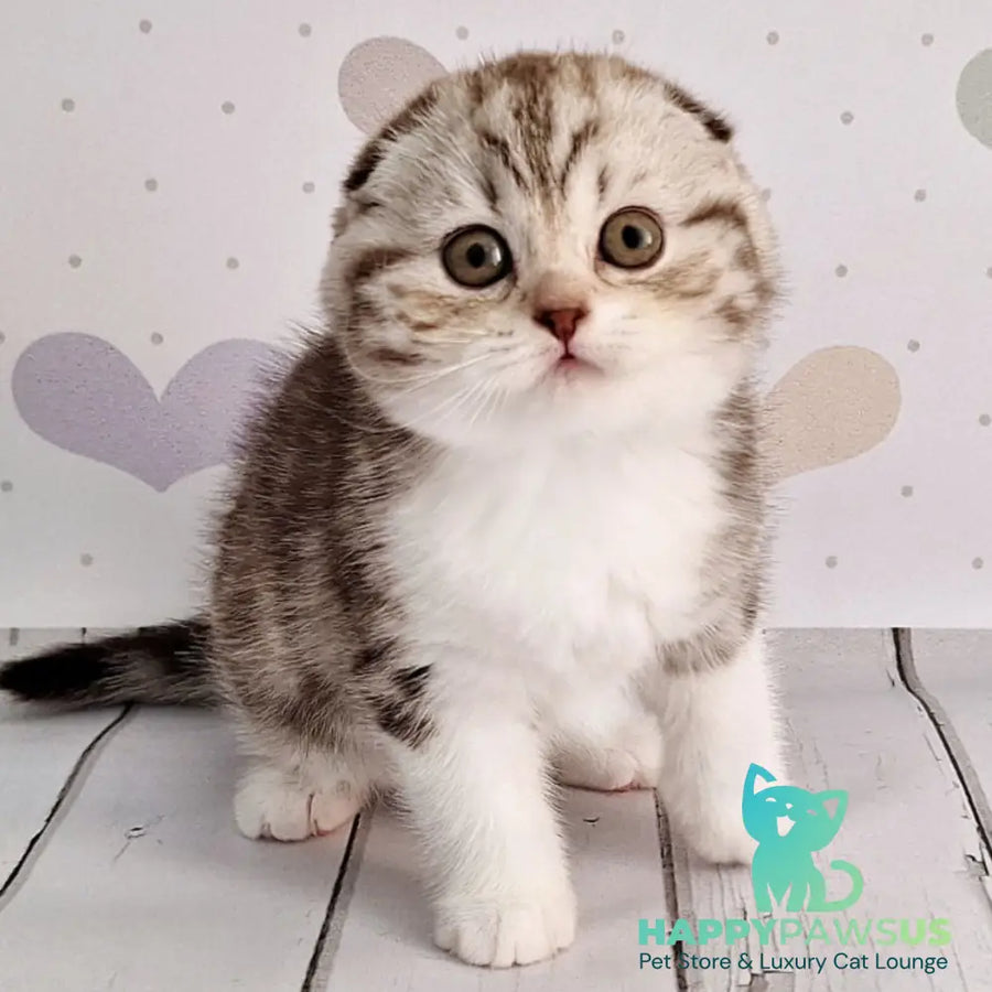 Barcelona Scottish Fold female chocolate silver tabby bicolour - live animals