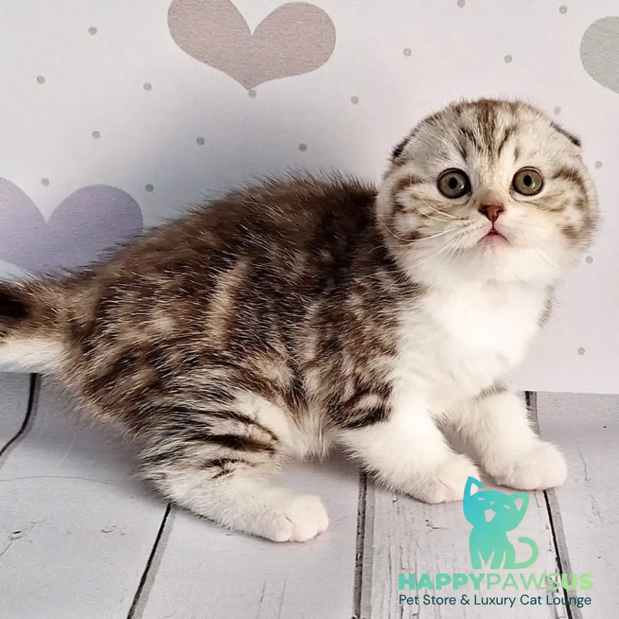 Barcelona Scottish Fold female chocolate silver tabby bicolour - live animals