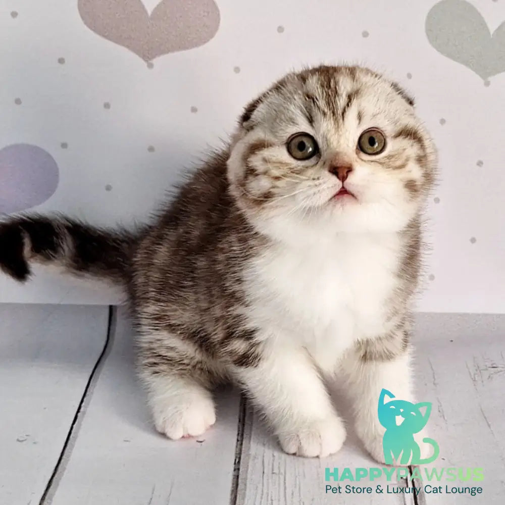 Barcelona Scottish Fold female chocolate silver tabby bicolour - live animals