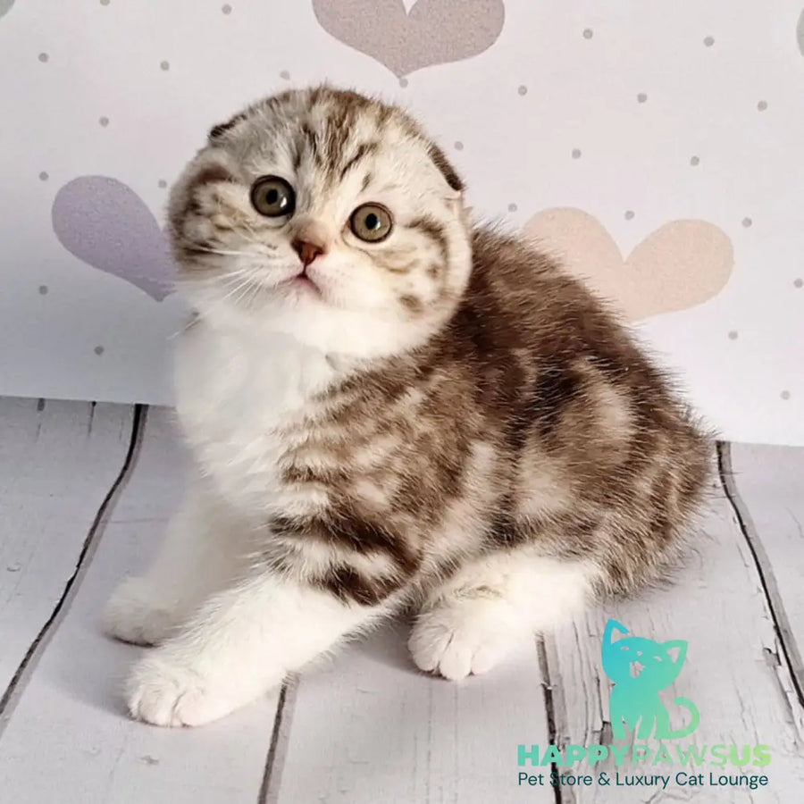 Barcelona Scottish Fold female chocolate silver tabby bicolour - live animals