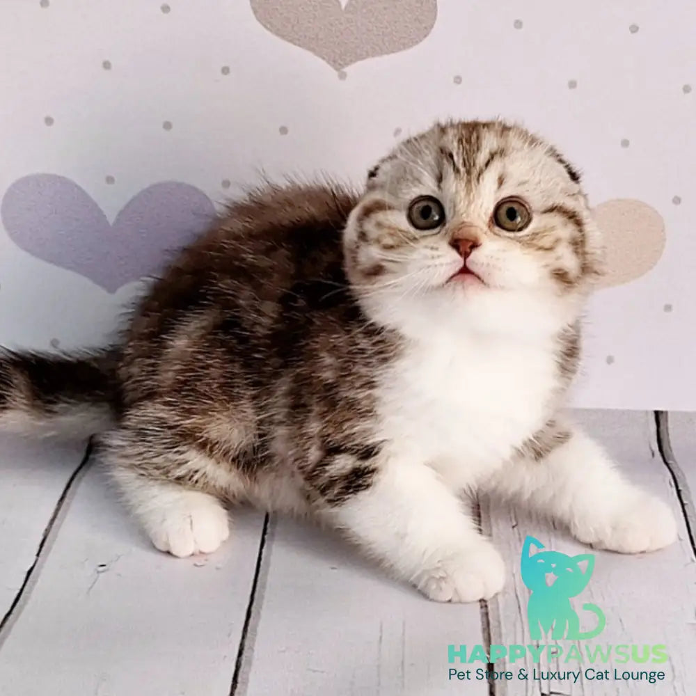 Barcelona Scottish Fold female chocolate silver tabby bicolour - live animals