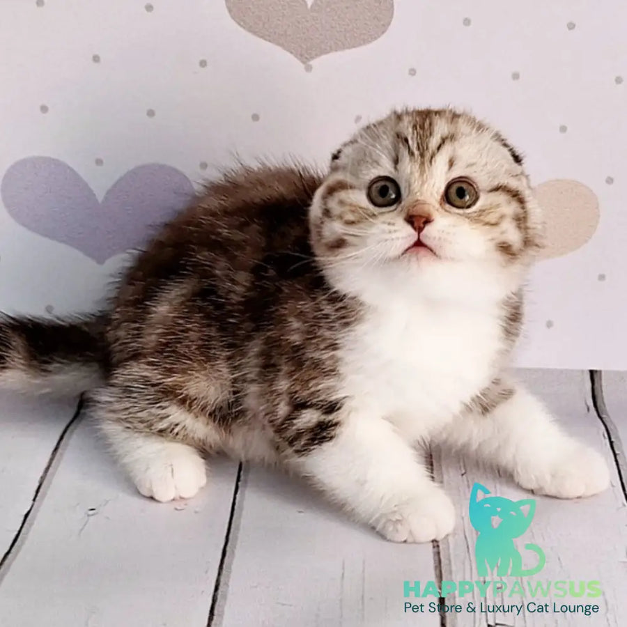 Barcelona Scottish Fold female chocolate silver tabby bicolour - live animals