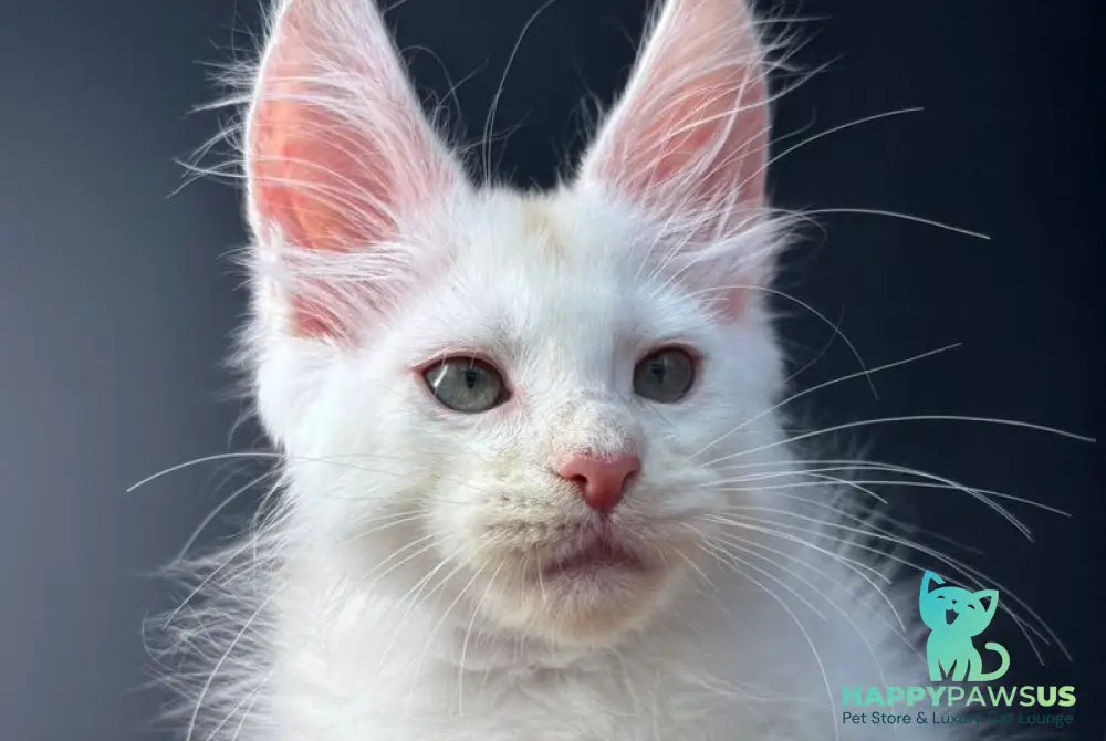 Barmaley Maine Coon male red silver - live animals