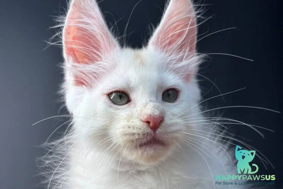 Barmaley Maine Coon male red silver - live animals