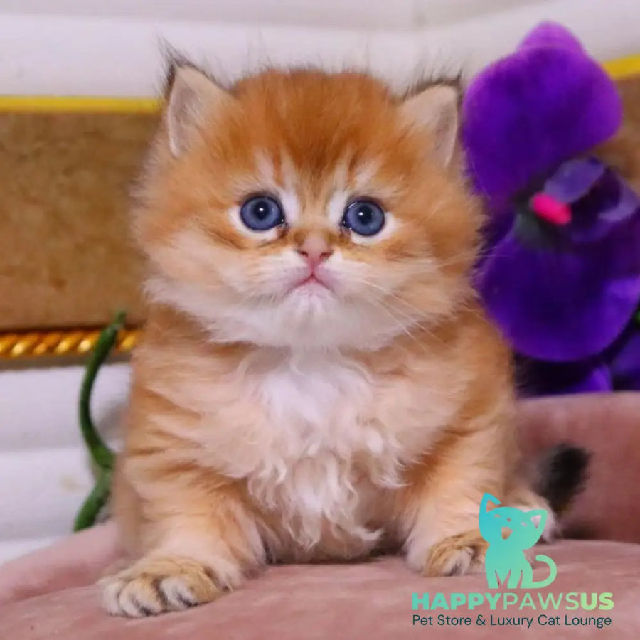 Barneby British Longhair male black golden chinchilla - live animals