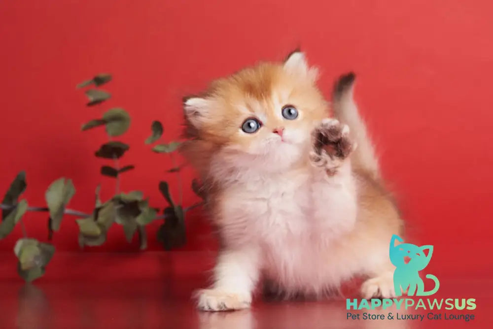 Barney British Longhair male chocolate golden shaded - live animals