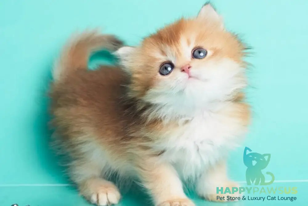 Barney British Longhair male chocolate golden shaded - live animals