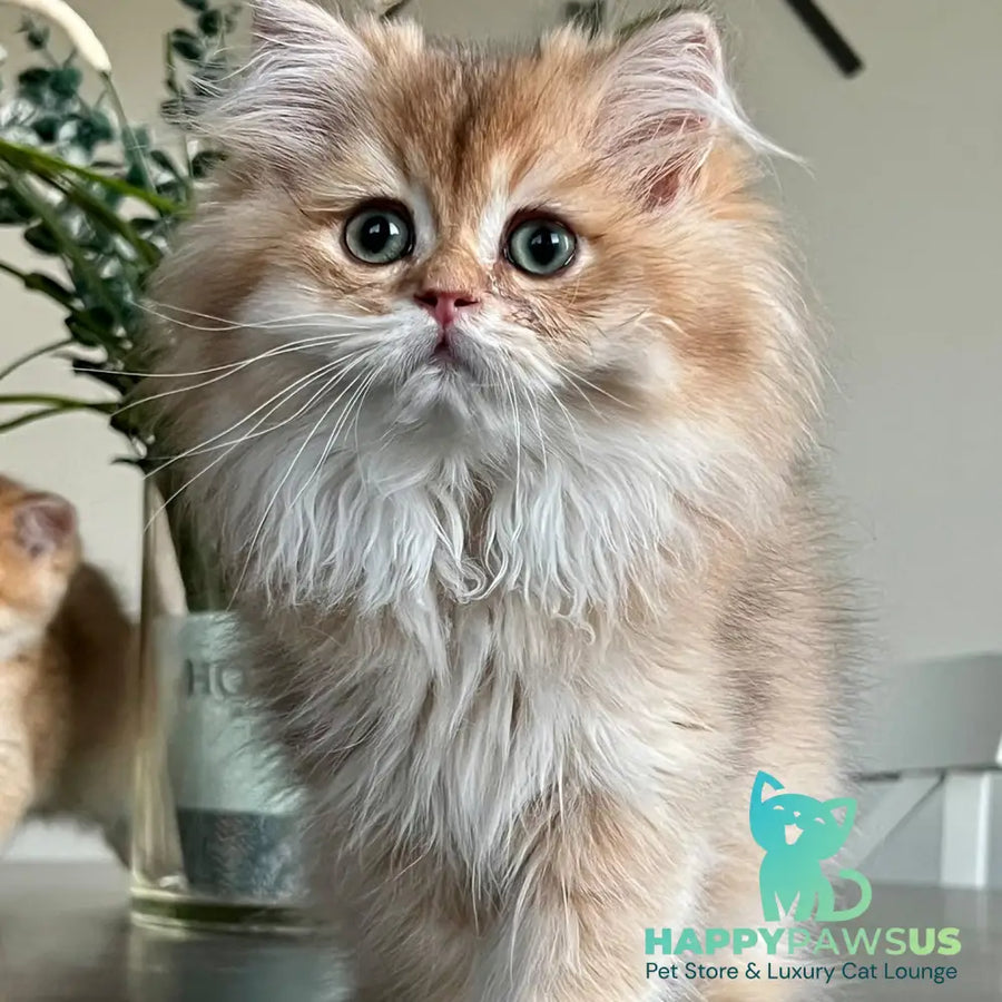 Barney British Longhair male chocolate golden shaded - live animals