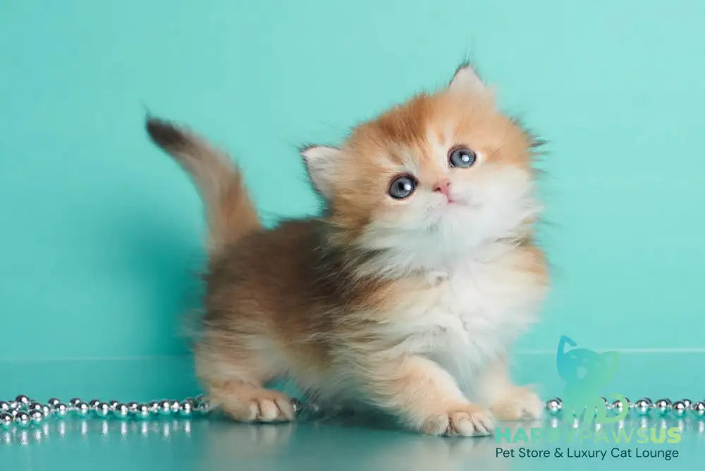 Barney British Longhair male chocolate golden shaded - live animals