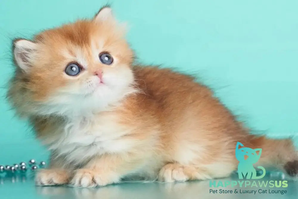 Barney British Longhair male chocolate golden shaded - live animals