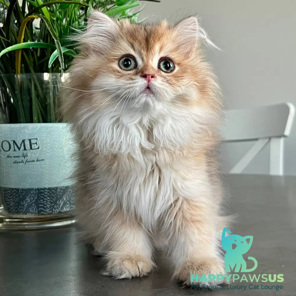 Barney British Longhair male chocolate golden shaded - live animals